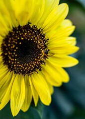 Obraz premium Sunflower meet bee 