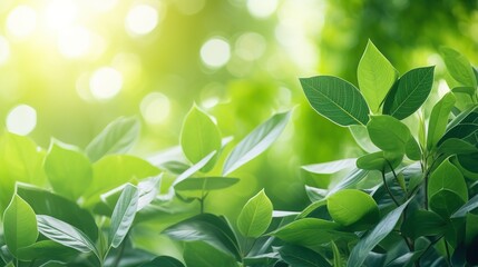 green leaves on a sunny day background