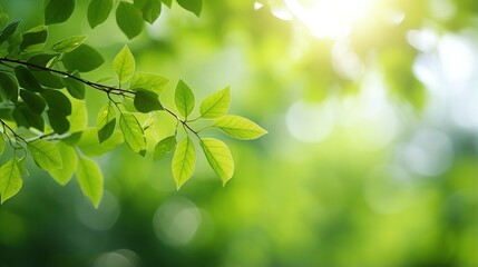 Fototapeta na wymiar green leaves on a sunny day background