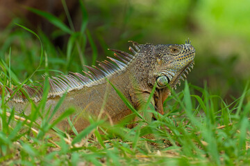 Iguana Verde