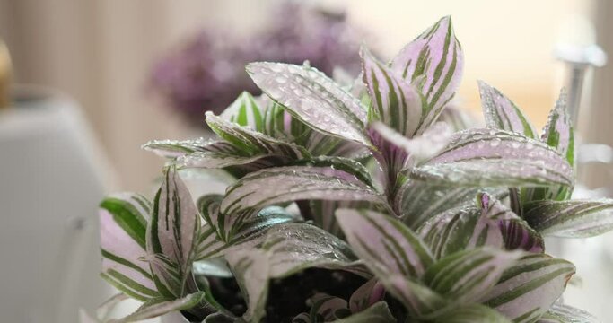 macro shot of tradescantia pink clone potted plant with water drops indoors close-up
