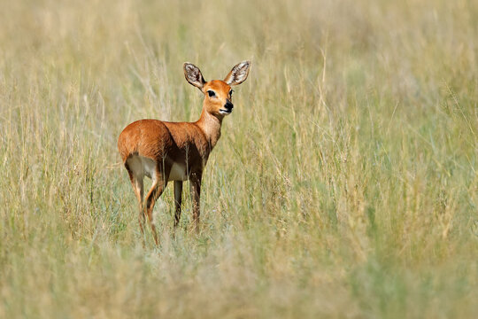 Female steenbok antelope (Raphicerus campestris) in natural habitat, Mokala National Park, South Africa.