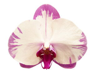 White and pink orchid flower isolated on transparent background