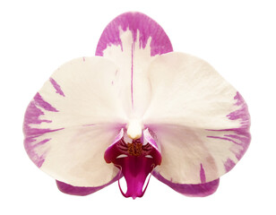Fototapeta premium White and pink orchid flower isolated on transparent background