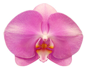 Pink orchid phalaenopsis flower isolated on transparent background