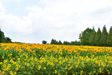 Fototapeta premium 向日葵 ひまわり ヒマワリ 世良高原農場
