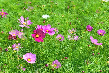 コスモス　世羅高原農場