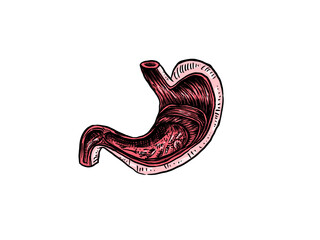 human stomach anatomy model with drawing style