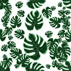 Monstera leaves in the white seamless background.