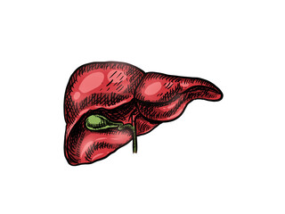 human liver anatomy model with drawing style
