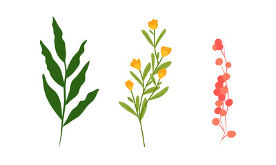 Vector botanical garden element collection