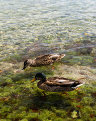 Ducks swim at Starnberg lake near Munich, Germany.
