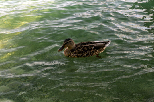 Ducks swim at Starnberg lake near Munich, Germany.