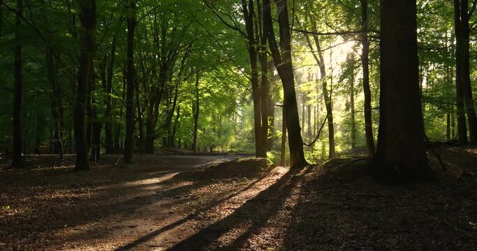 path in the forest