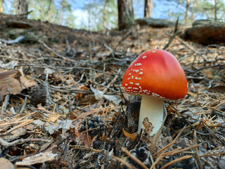 red poisonous mushroom grows from foliage in autumn forest