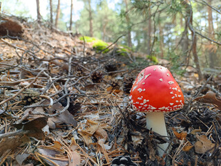 red poisonous mushroom grows from foliage in autumn forest