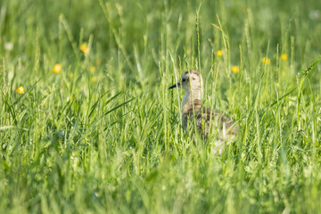 Grosser Brachvogel Küken