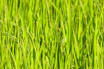 Fototapeta na wymiar Young rice in the rice paddies. Not yet ready for harvest.