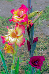Flowers on a garden bed on an autumn day