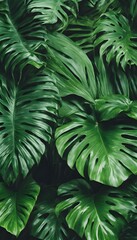Tropical big leaves background