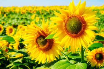 Sunflower field on summer day. Blue sky. Lots of sunflowers with yellow petals. Background.