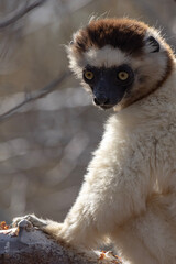 lemur on a tree