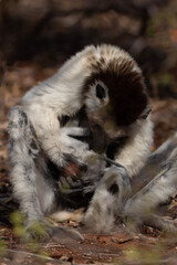 White lemur and baby