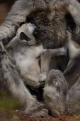 close up of a lemur baby