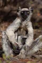 White lemur and baby