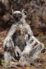 white lemur and baby © Raphael