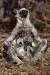 White lemur and baby © Raphael