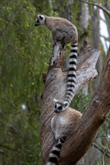 ringed tailed lemurs on tree