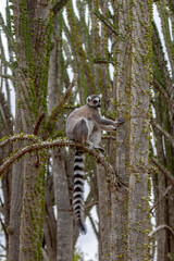 lemur sitting on tree
