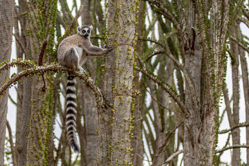 Ringed tailed lemur