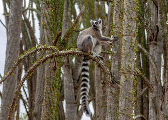 lemur sitting on a tree © Raphael