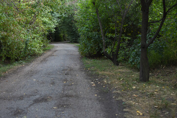 Obraz premium road in the grove going into the distance