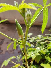 sprout in the garden