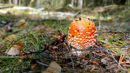 red poisonous mushroom grows from foliage in autumn forest