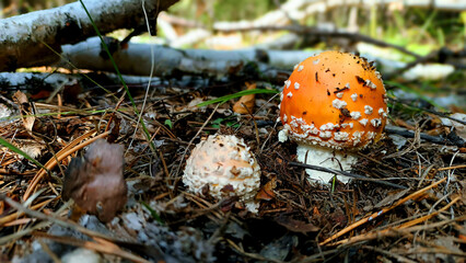 red poisonous mushroom grows from foliage in autumn forest