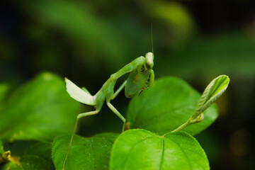 praying mantis