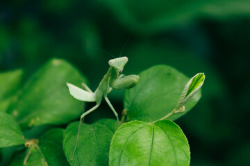 praying mantis on green leaves
