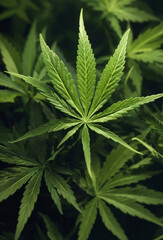 Fototapeta na wymiar A Cannabis background for health care and medical.
