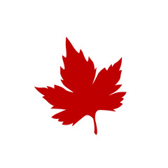Vector maple leaf in a realistic style on white