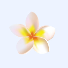 Vector yellow plumeria flower collection isolated on transparent