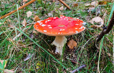 Close-up of a bright, beautifull amanita mushroom in the forest