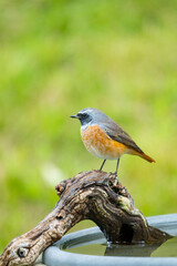 Gartenrotschwanz sitzt auf Ast