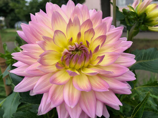 Large pink dahlia in September