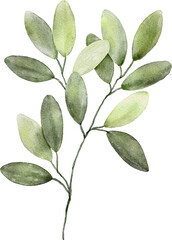 Watercolor Botanical Leaves Elements