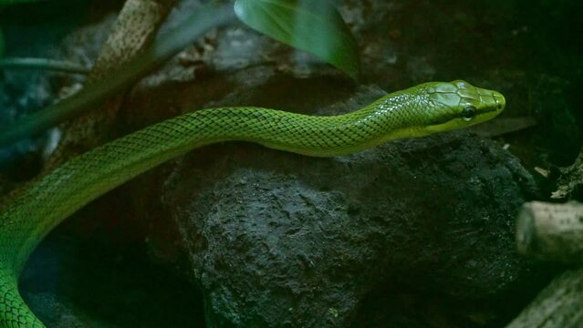 The green snake is crawling. Wild animal. Nature background