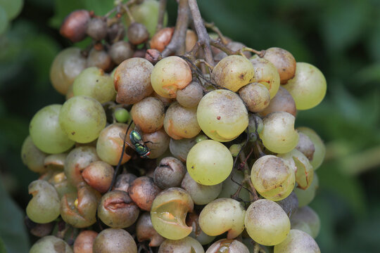 Detail of Powdery mildew or oidium of grapes, Plasmopara viticola, Mildew a plant disease on white grapes causing a lot of damage and brown leathery grapes, hanging on the vine in the vinyard.	
